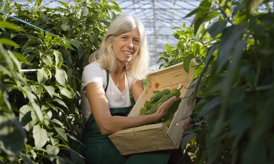 Woman picking bell peppers in greenhouse