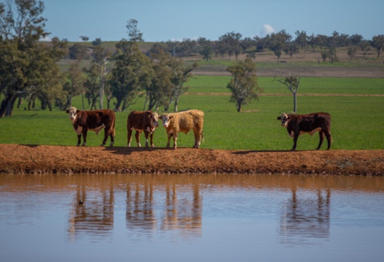 Cattle by a watering hole in a green field