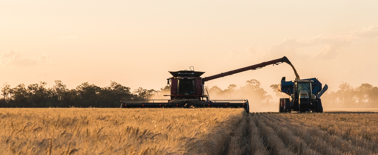 Harvester in a golden field of wheat emptying grain into a chaser bin moving alongside it.